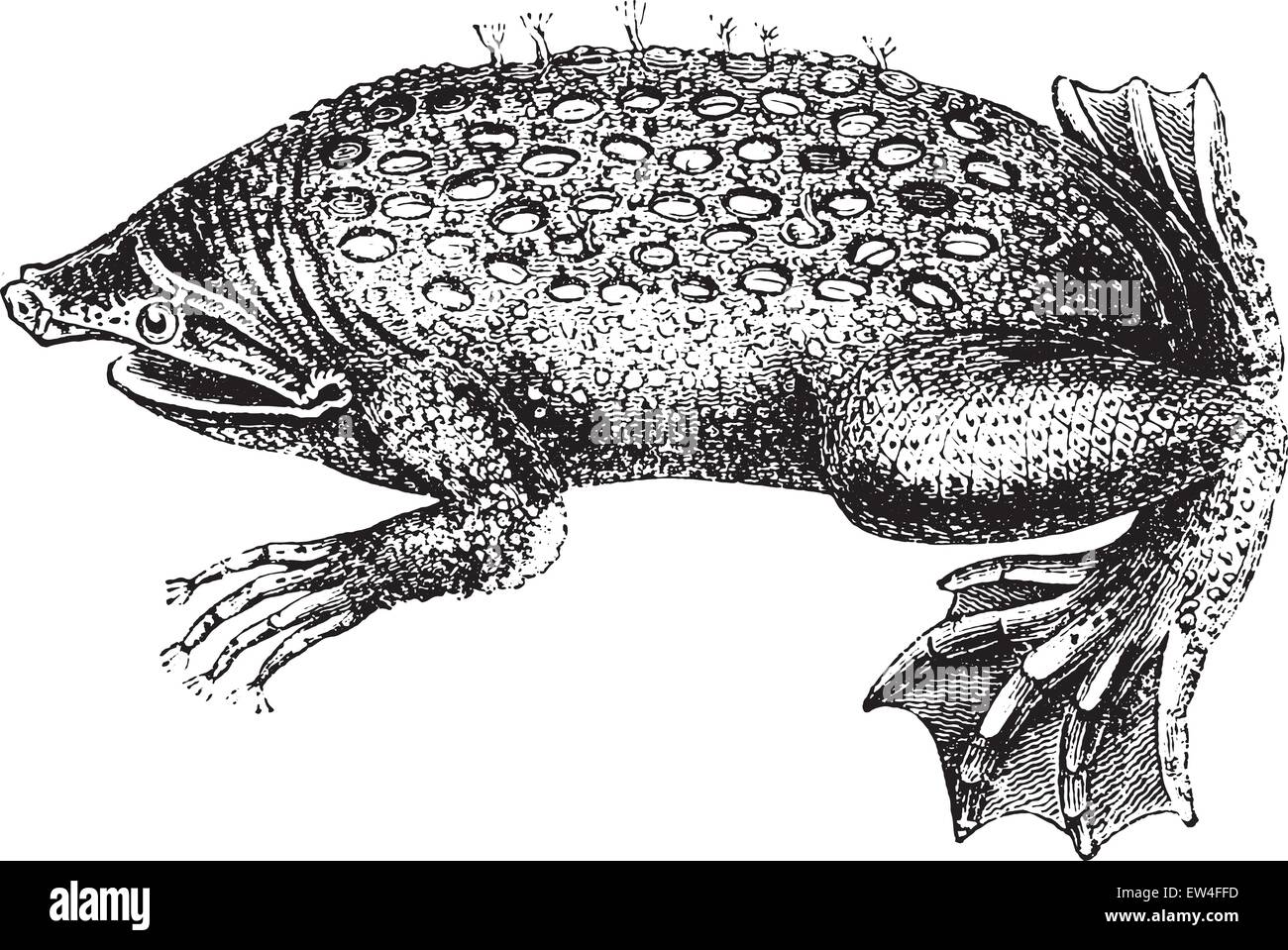 Toad-Pipa, vintage engraved illustration. Natural History of Animals, 1880. Stock Vector