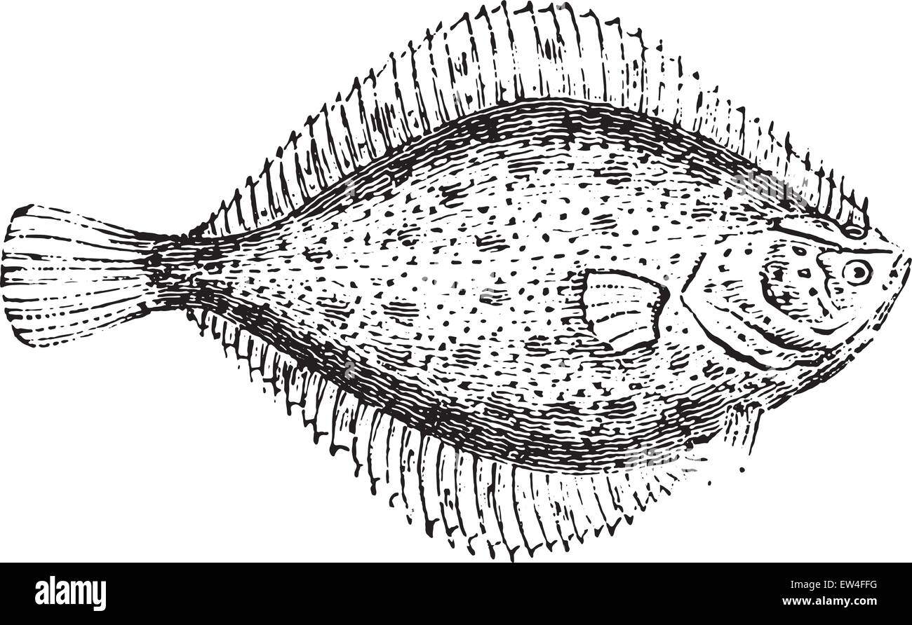 Flounder, vintage engraved illustration. Natural History of Animals, 1880. Stock Vector
