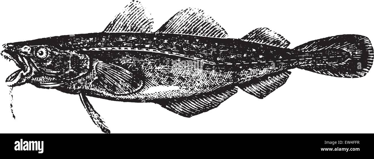 Atlantic cod, vintage engraved illustration. Natural History of Animals, 1880. Stock Vector