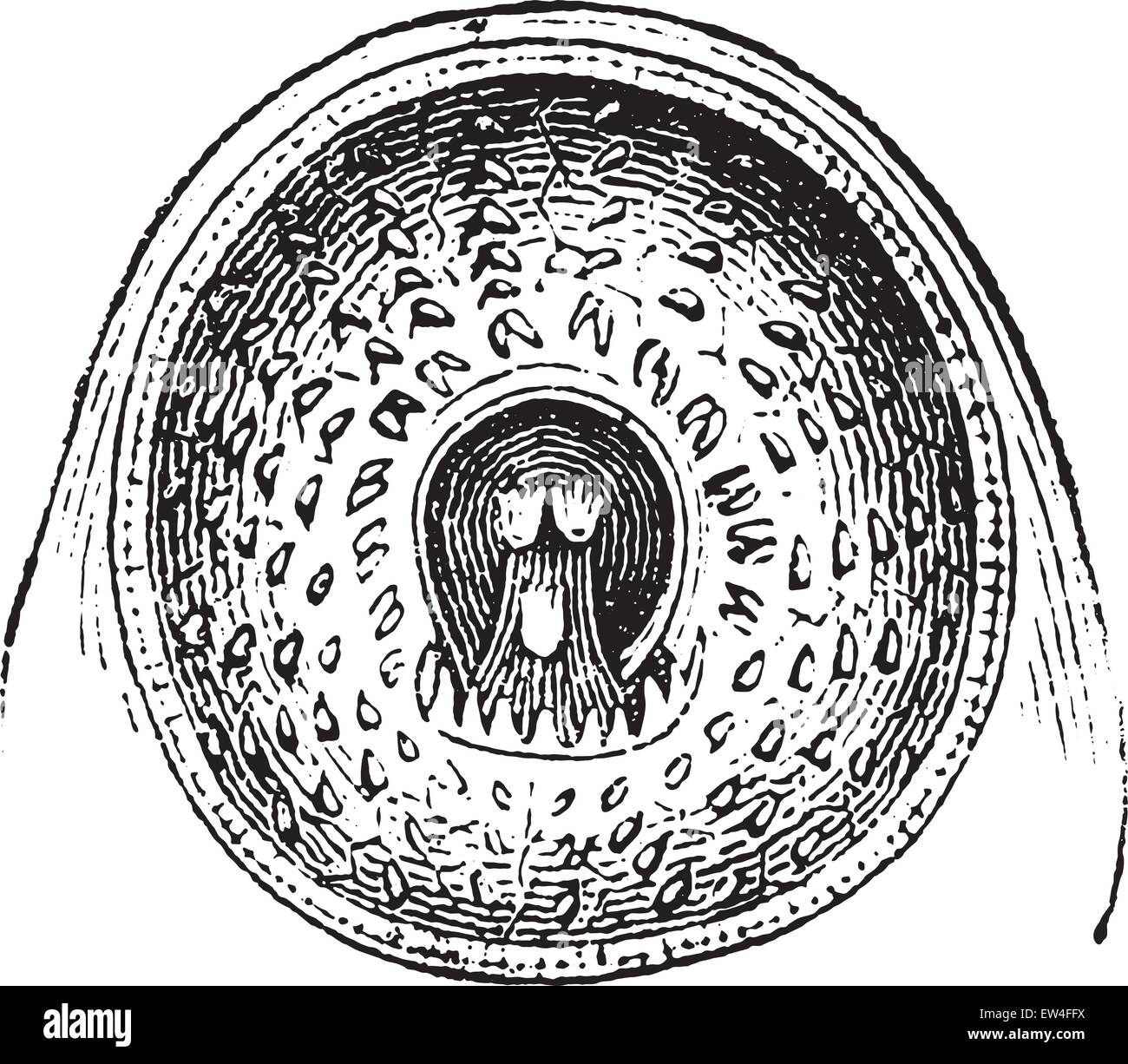 Lamprey mouth hi-res stock photography and images - Alamy