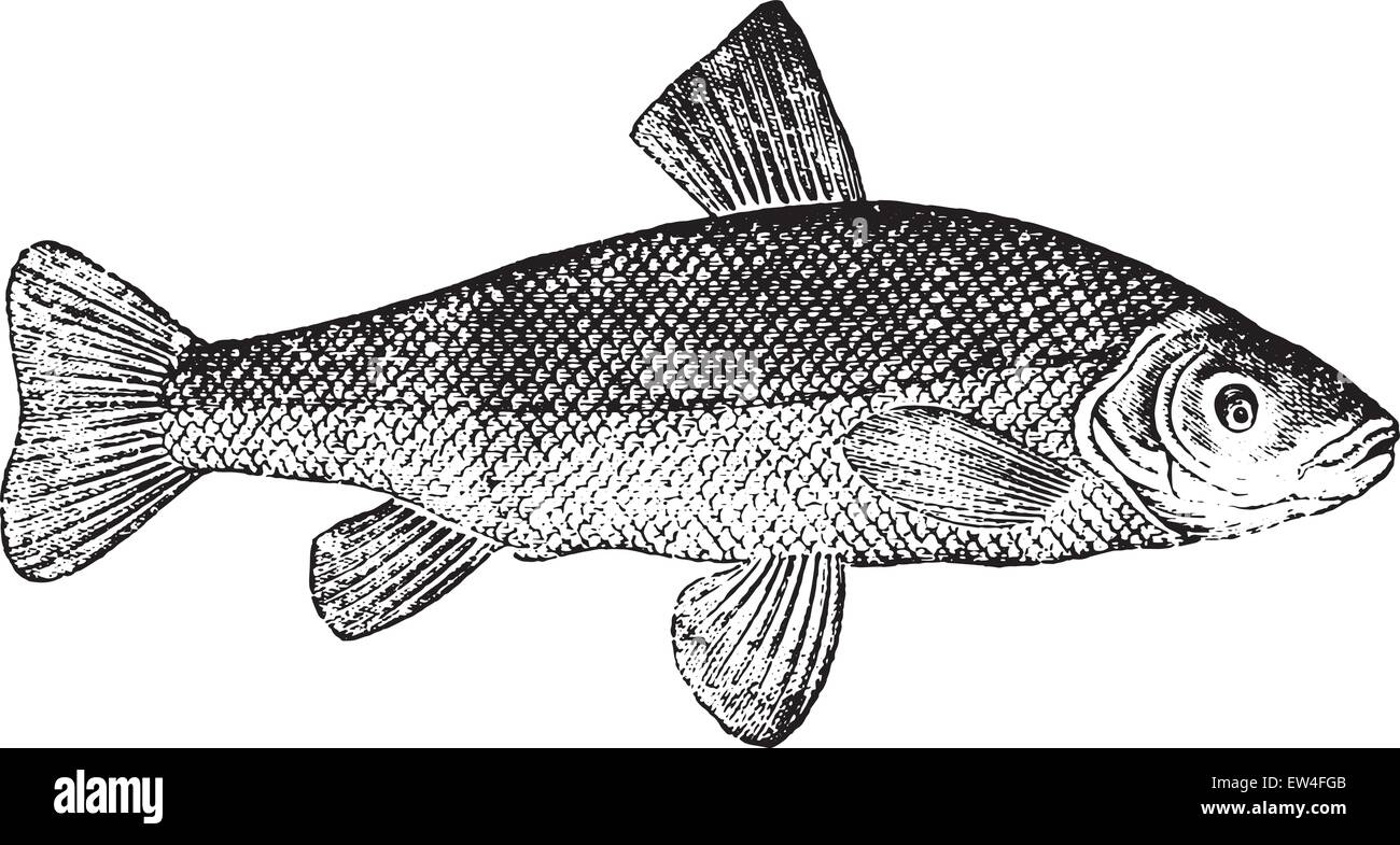 Tench or doctor fish, vintage engraved illustration. Natural History of Animals, 1880. Stock Vector