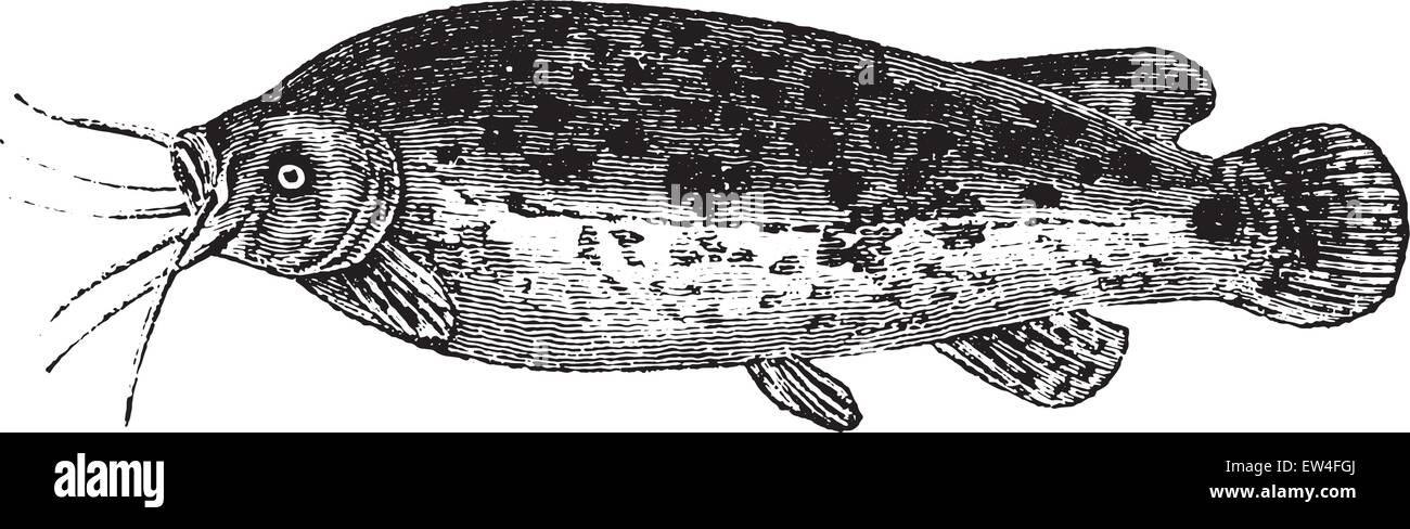 Electric catfish, vintage engraved illustration. Natural History of