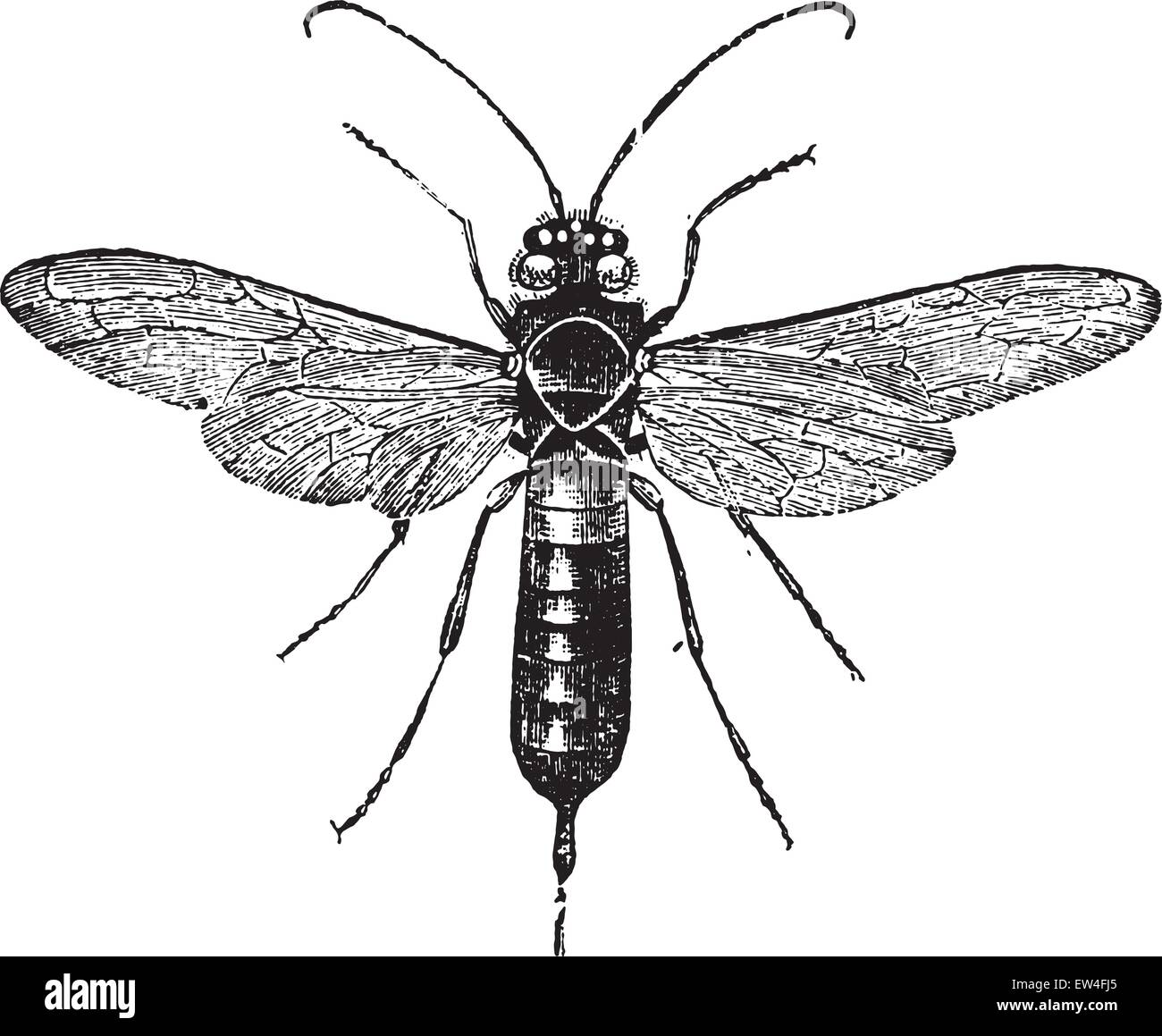 Giant woodwasp, vintage engraved illustration. Natural History of Animals, 1880. Stock Vector