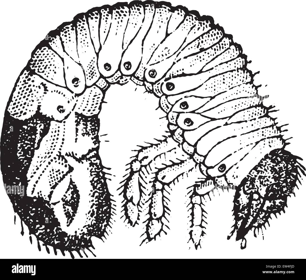Chafer larvae, vintage engraved illustration. Natural History of Animals, 1880. Stock Vector