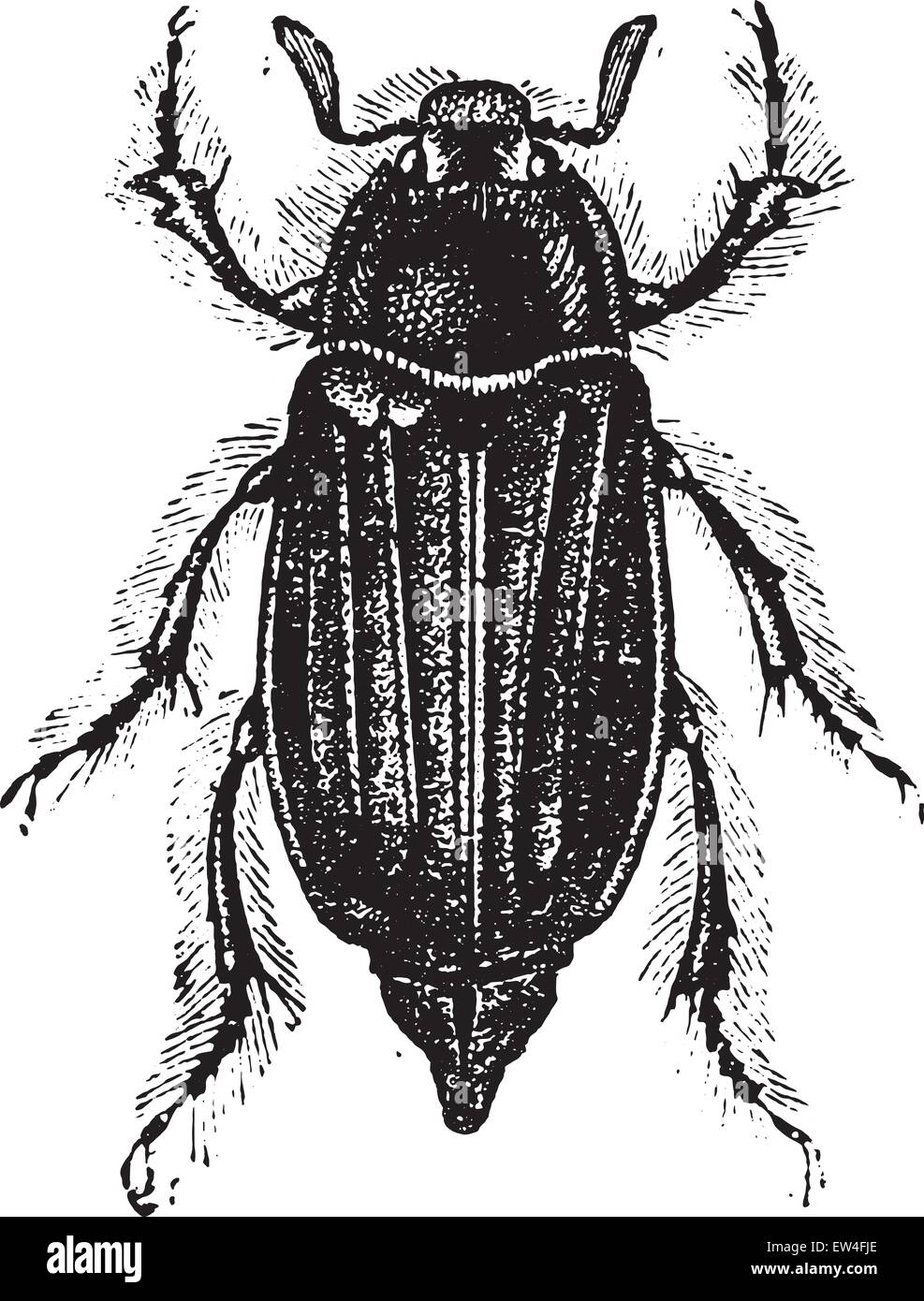 Chafer, vintage engraved illustration. Natural History of Animals, 1880. Stock Vector