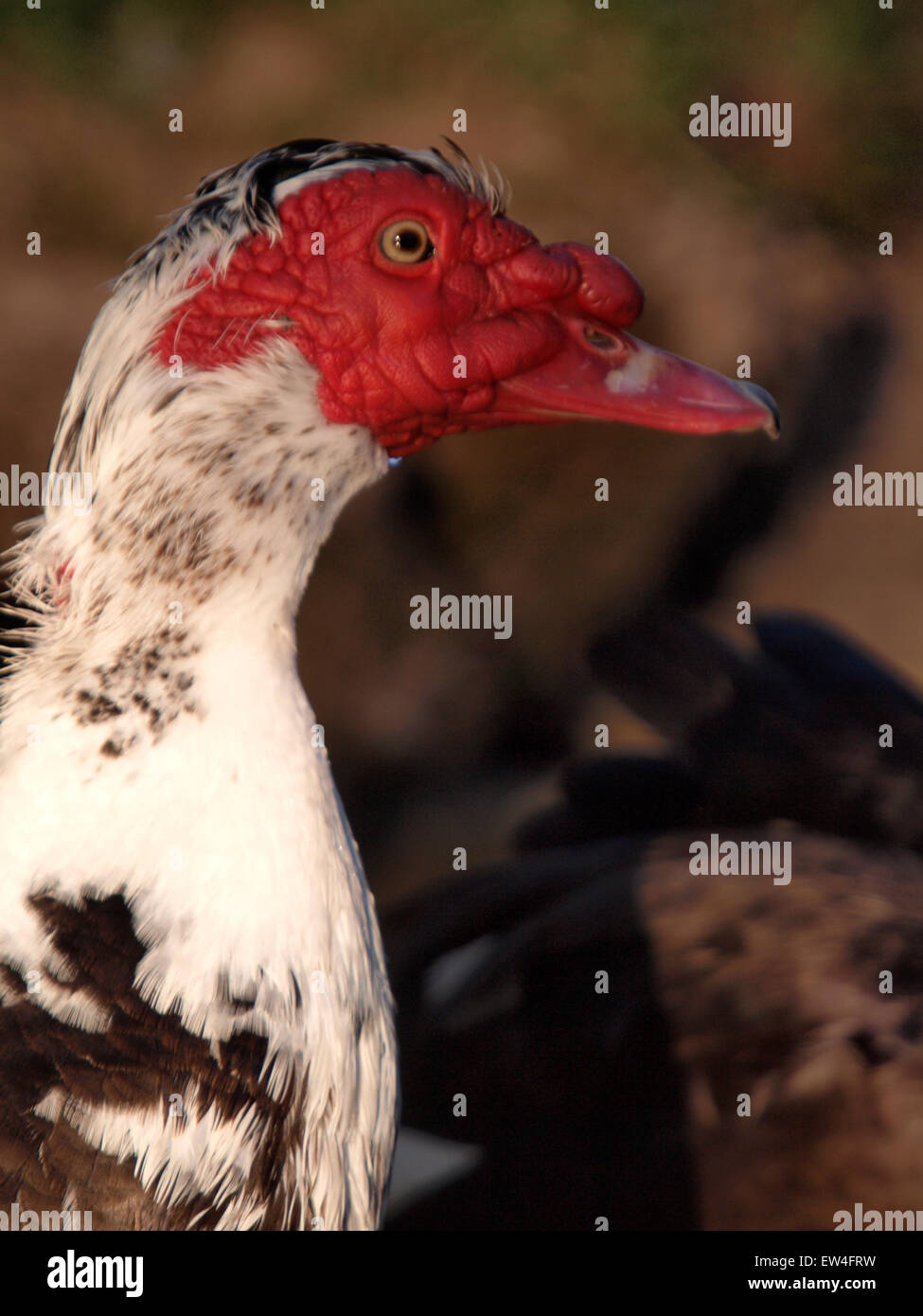 Muscovy duck, Cairina moschata, UK Stock Photo - Alamy