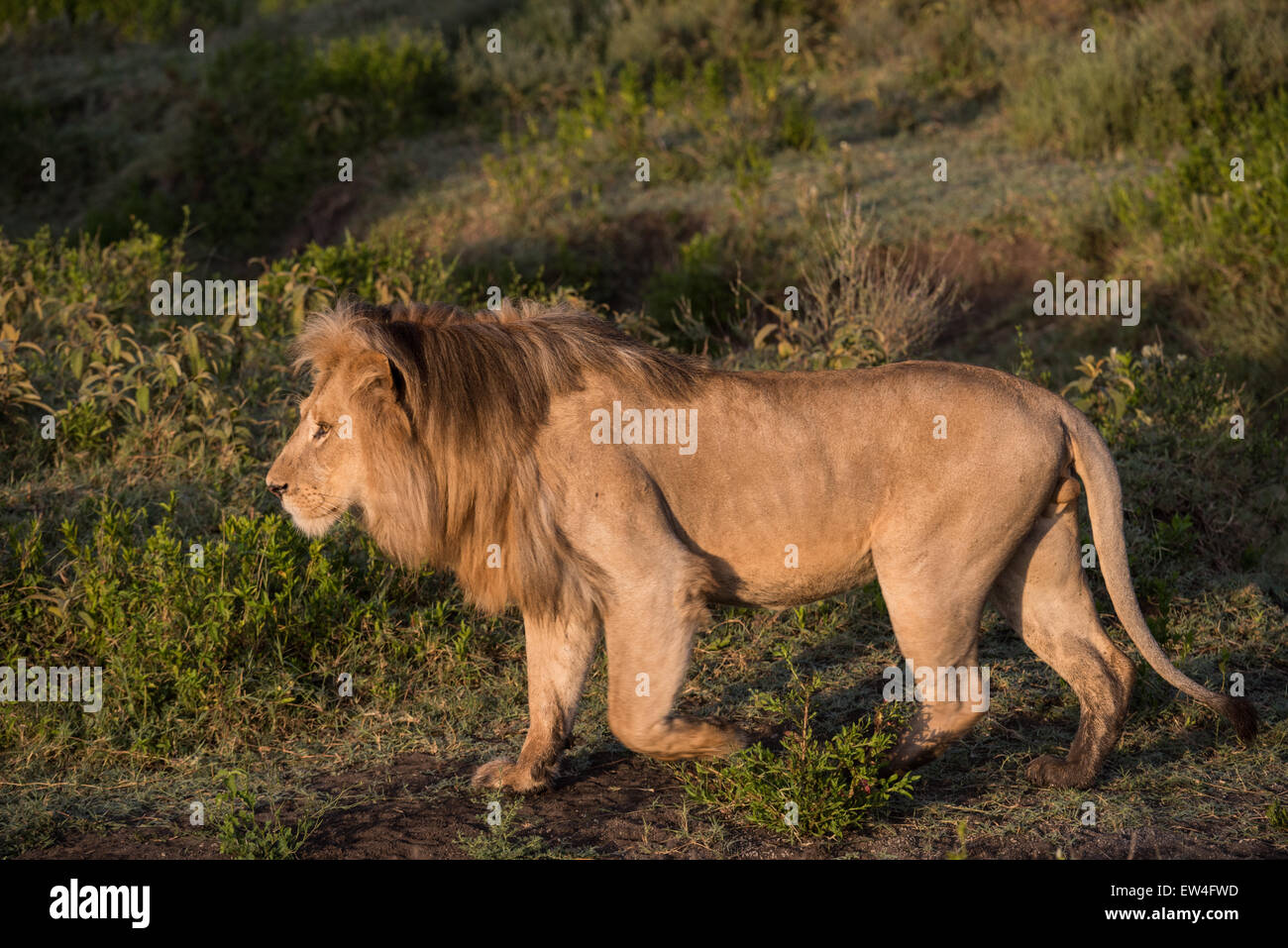 Walking male lion hi-res stock photography and images - Alamy