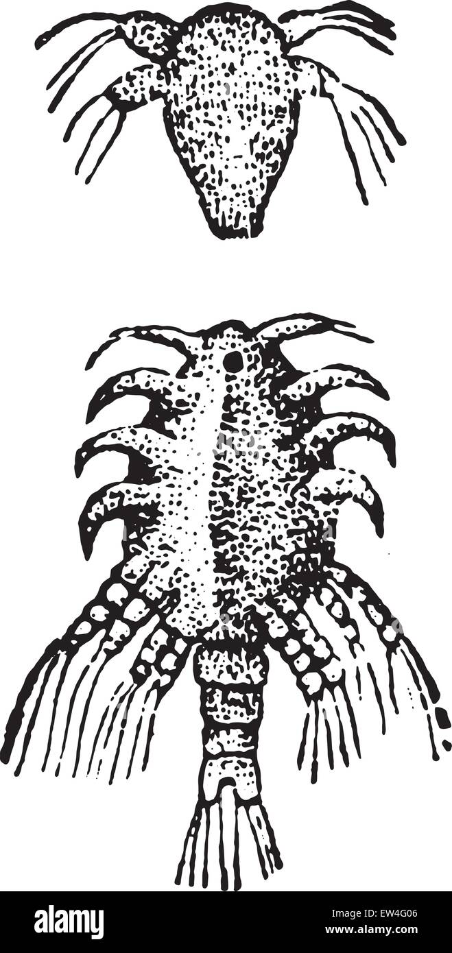 Larva of the Lernaea, vintage engraved illustration. Natural History of Animals, 1880. Stock Vector