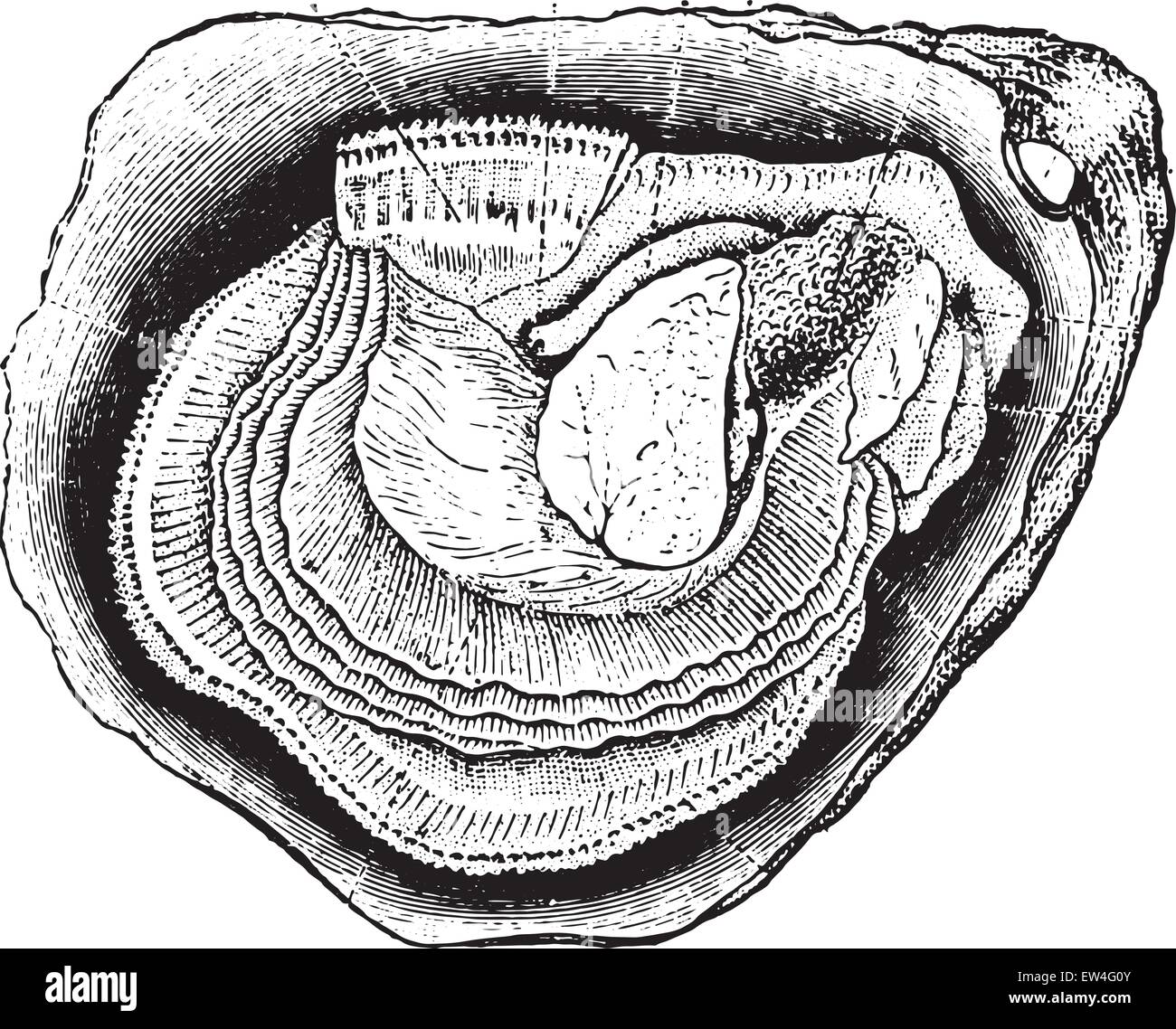 Anatomy of the oyster, vintage engraved illustration. Natural History of Animals, 1880 Stock