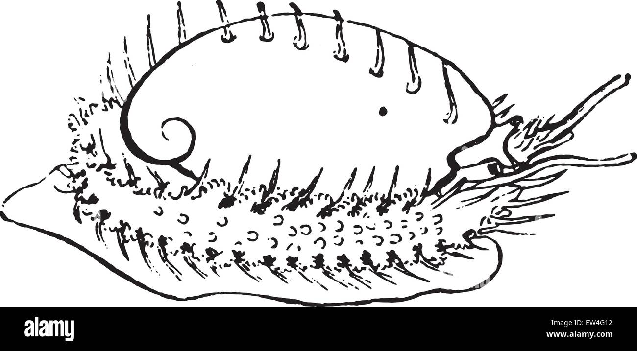 Abalone, vintage engraved illustration. Natural History of Animals ...
