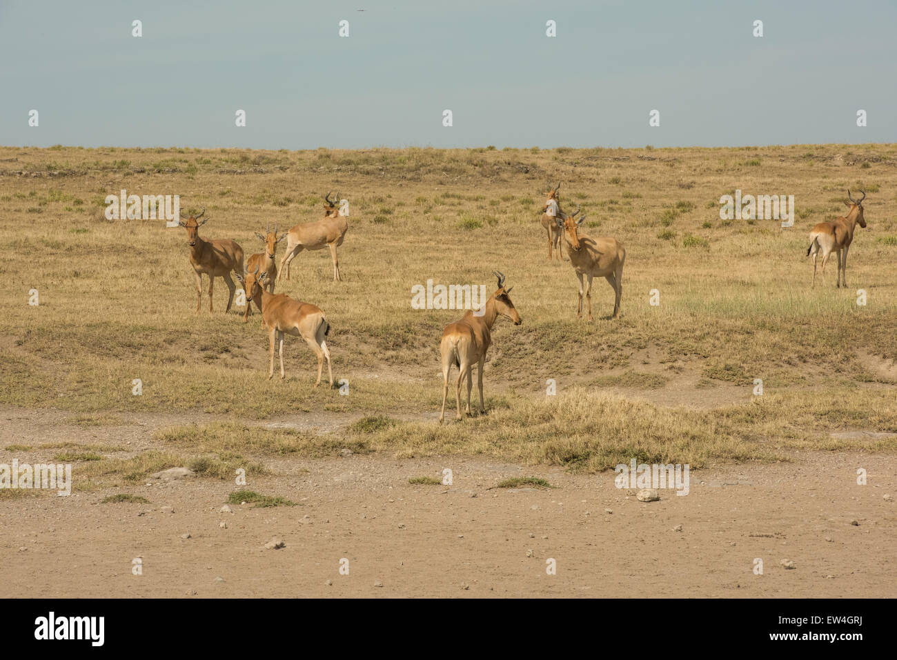 Hartebeest (Alcelaphus buselaphus ssp. cokii) herd, Serengeti National ...