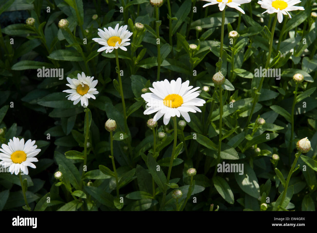 Shasta daisies growing in Wagner Park, Battery Park City, a