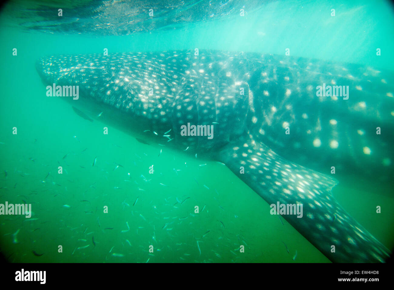 Mexico, Baja, Lapaz, Espiritu Santo with ROW Adventures 2015. Whale shark swimming, Stock Photo