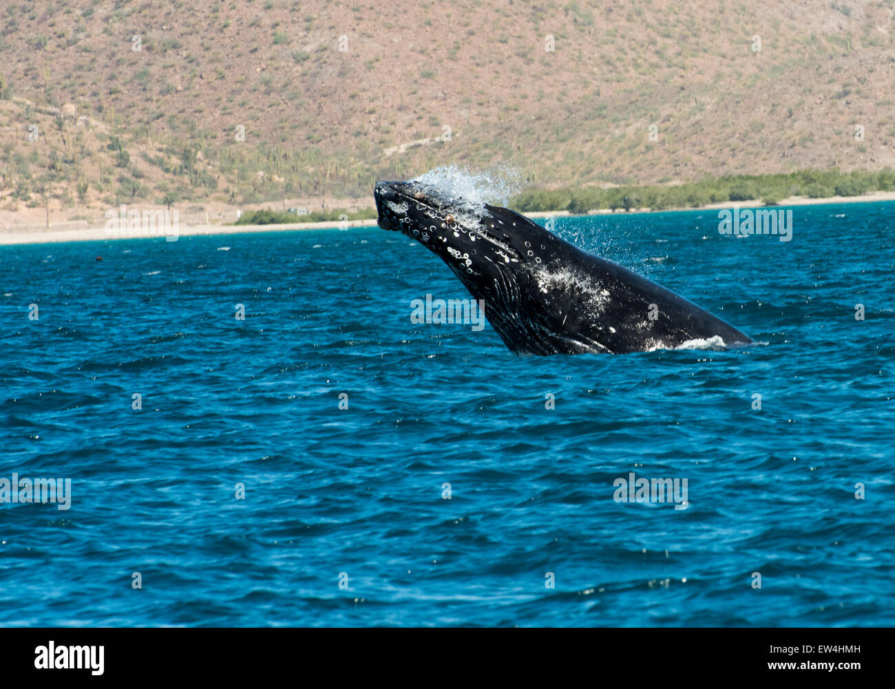 Mexico, Baja, Lapaz, Espiritu Santo. Whale spyhoping. Stock Photo