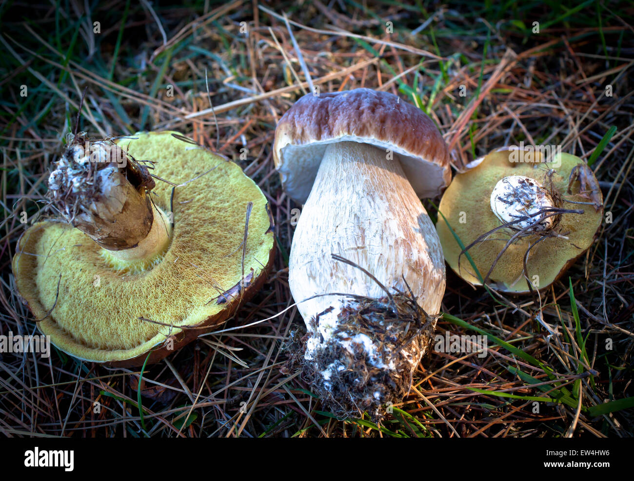 Bolete Mushrooms. One porcini and two Slippery Jacks Stock Photo Alamy