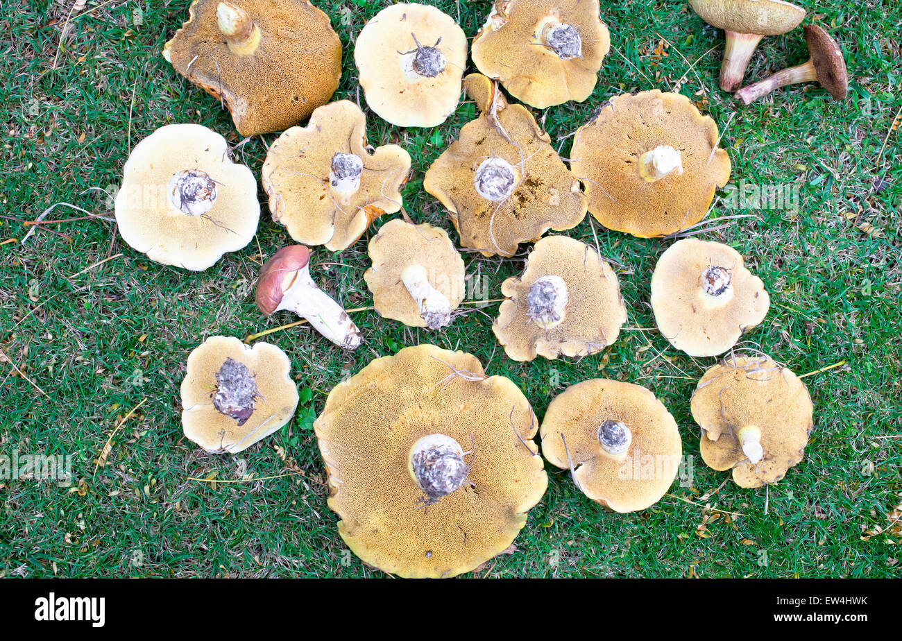 Sticky jacks hires stock photography and images Alamy