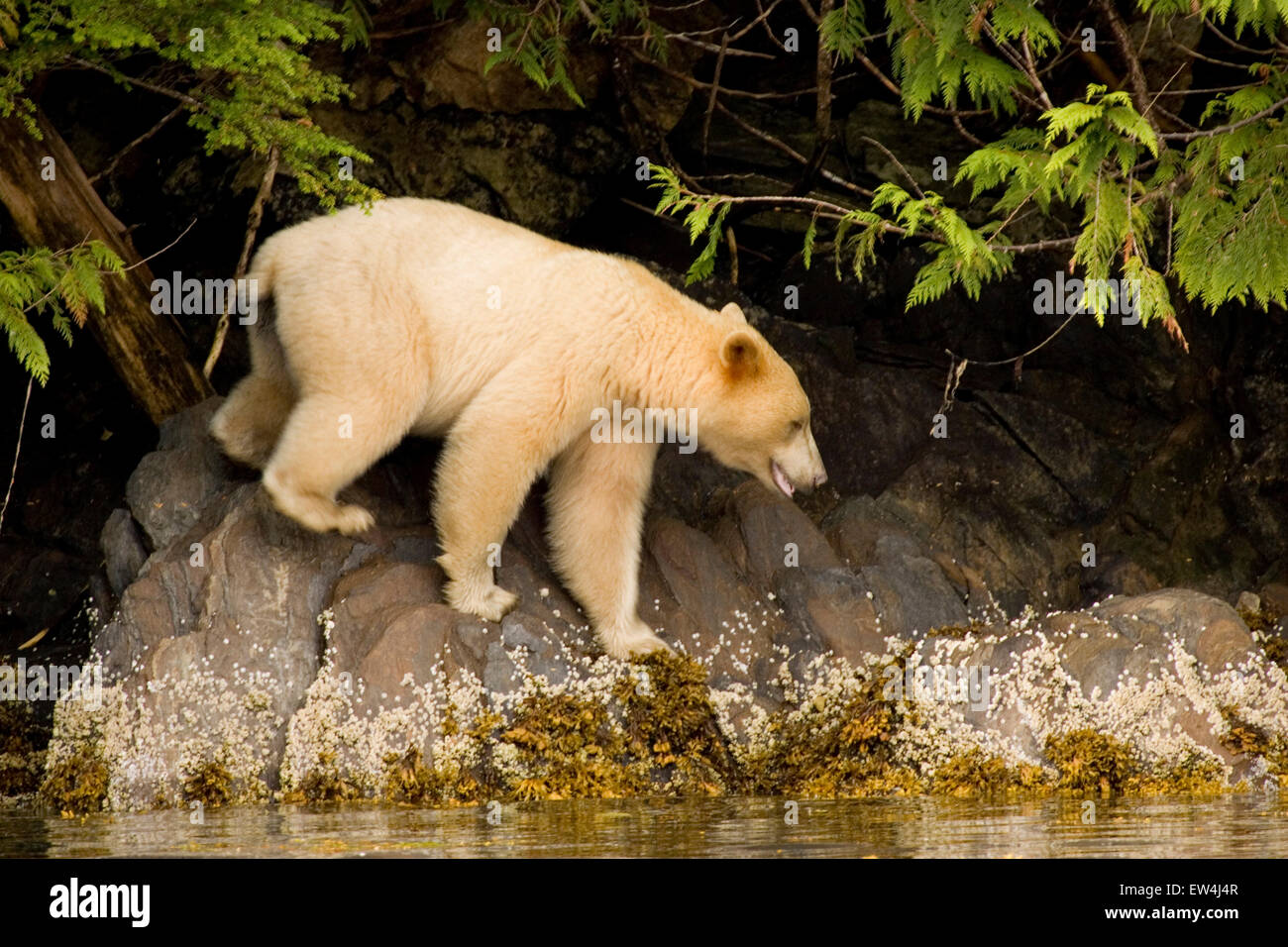 Great Bear Rainforest British Columbia Stock Photo Alamy