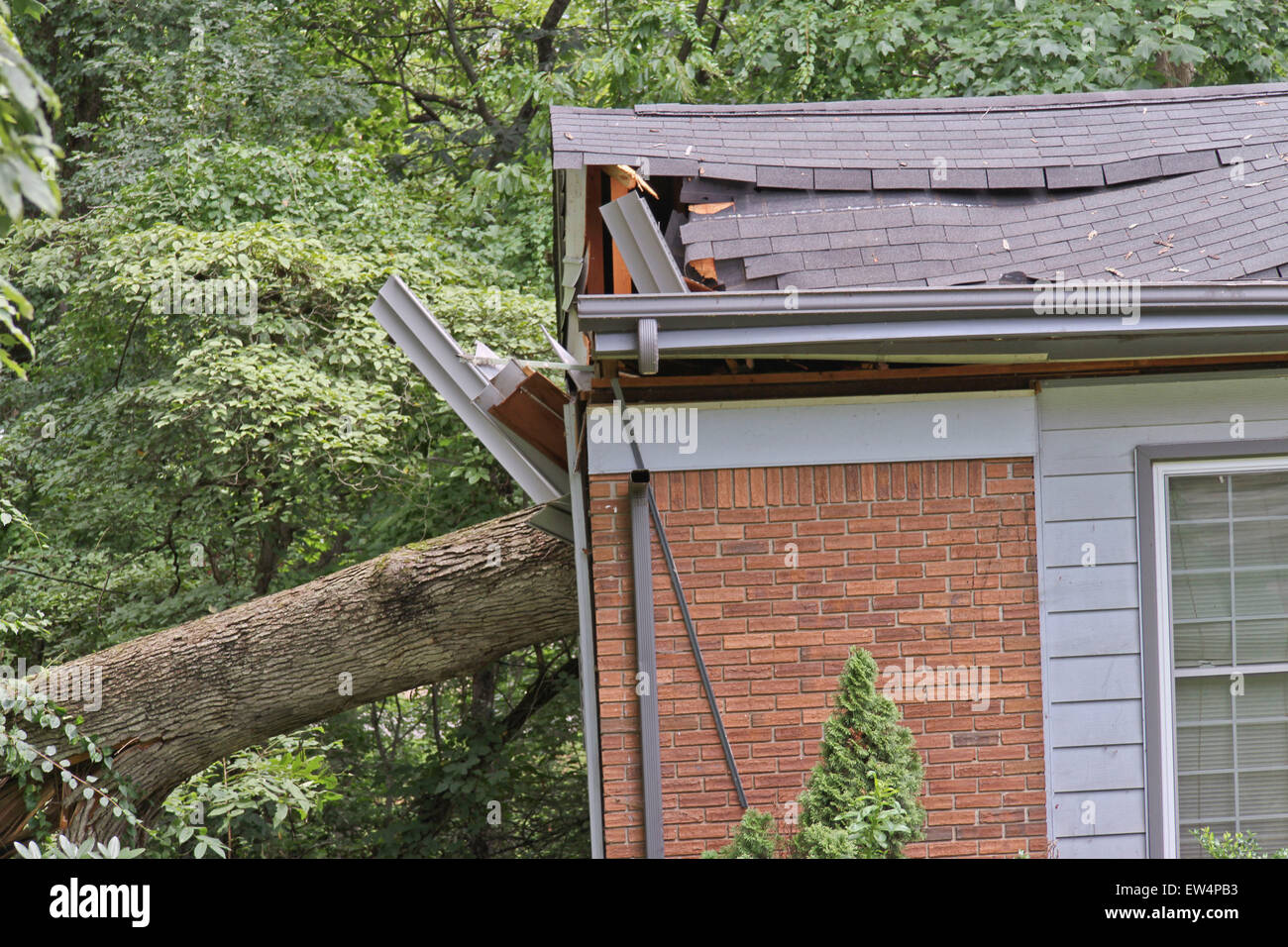Split fallen oak tree hi-res stock photography and images - Alamy