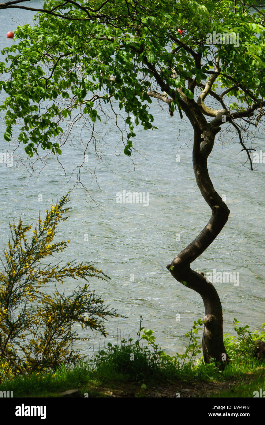 Twisted leaves hi-res stock photography and images - Alamy