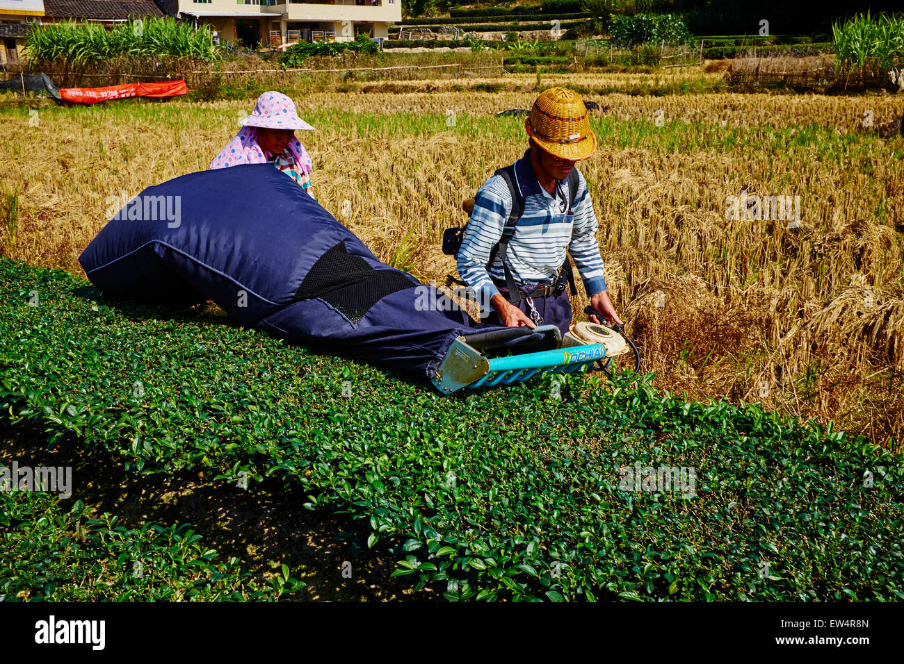 China, Fujian province, Huaiyuan Lou village, Olong green tea culture, tea harvest Stock Photo