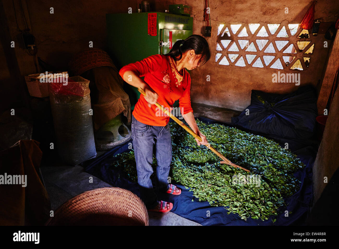 China, Fujian province, Huaiyuan Lou village, drying green tea Stock Photo