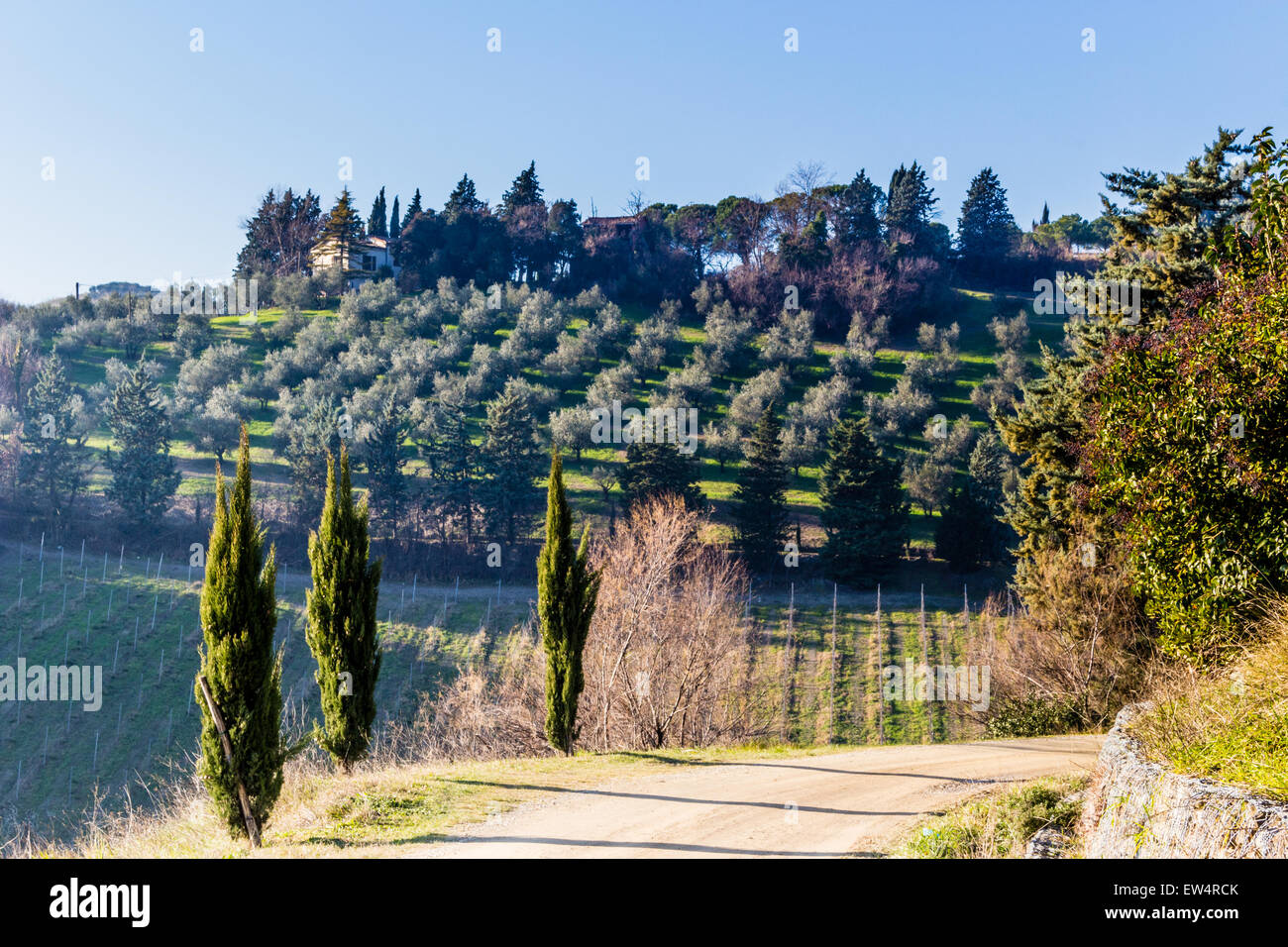 Dirt road, lined by cypress trees in the hills of cultivated fields of grapevines and olive trees in a winter sunny day. Sharp bending from left to right Stock Photo