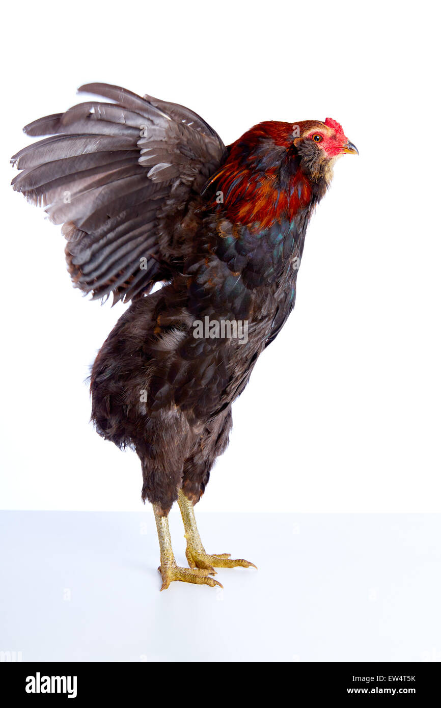 148 Brahma Chicken Stock Photos, High-Res Pictures, and Images