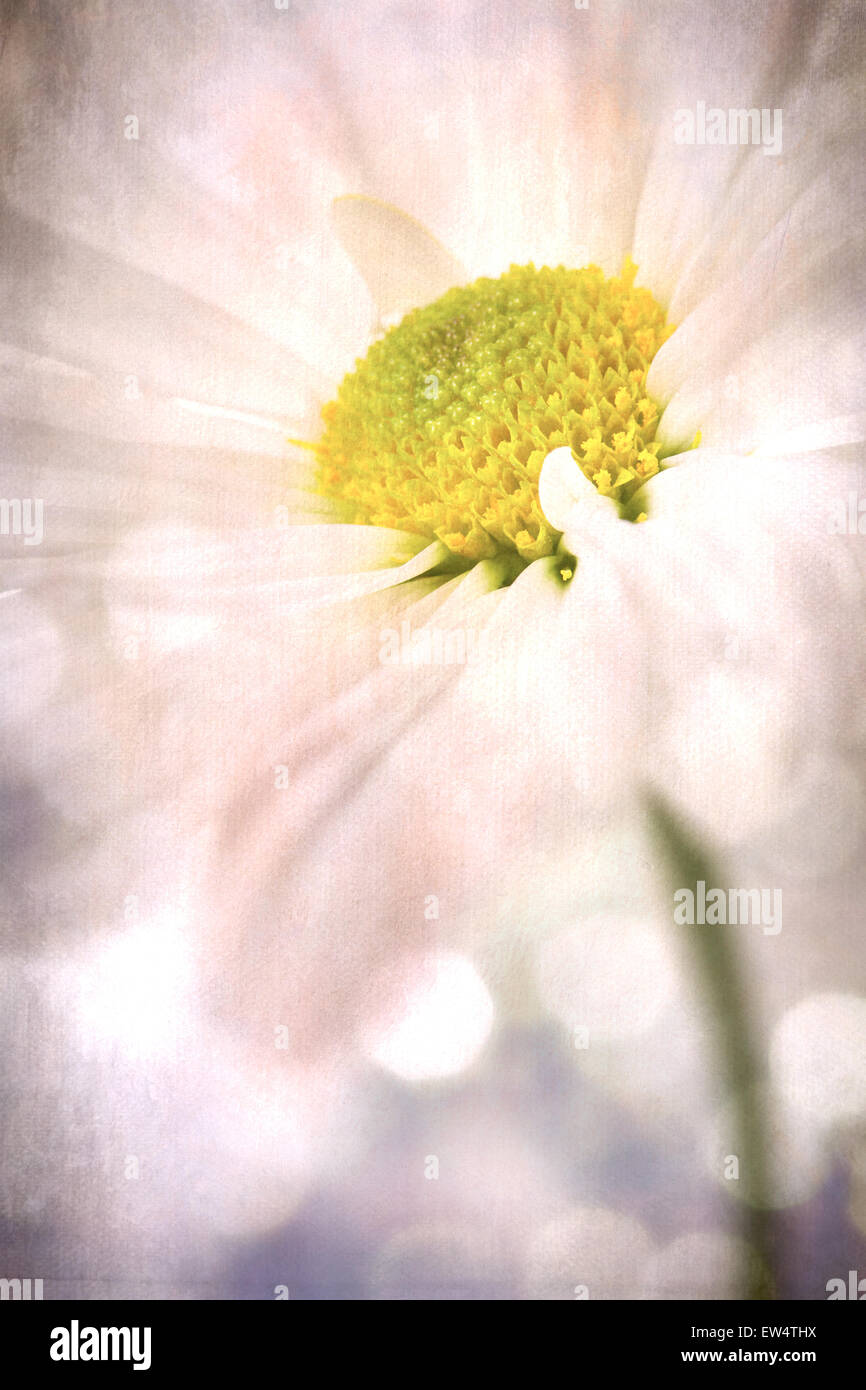 Pink Daisy Flowers White Yellow Daisies Floral Flower Stock Photo