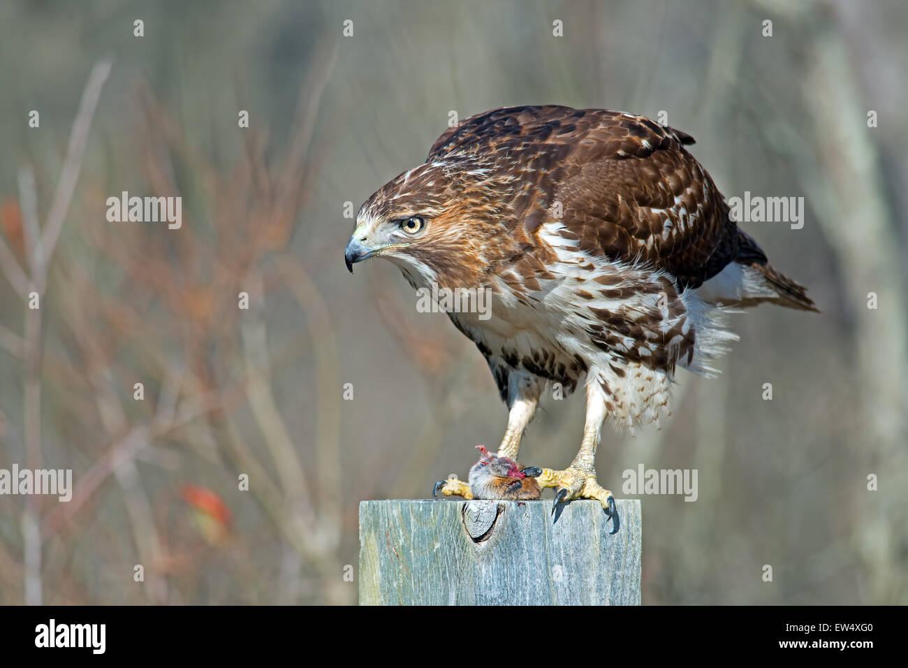 Redtailed Hawk Eating Prey Stock Photo Alamy