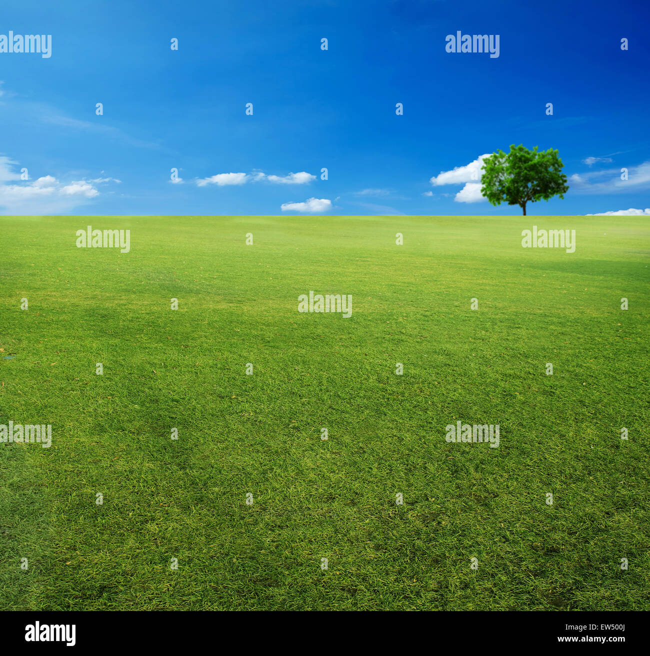 tree and blue sky Stock Photo - Alamy