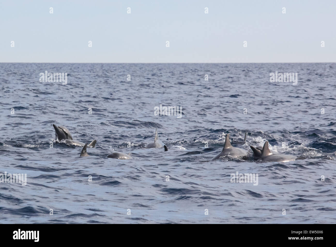 Wild dolphins indonesia Stock Photo