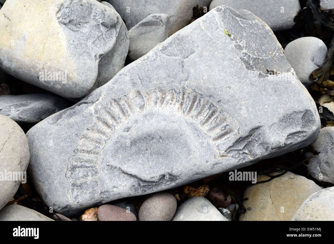 Fossils embedded in rocks Lilstock Beach Kilve Somerset England Stock Photo
