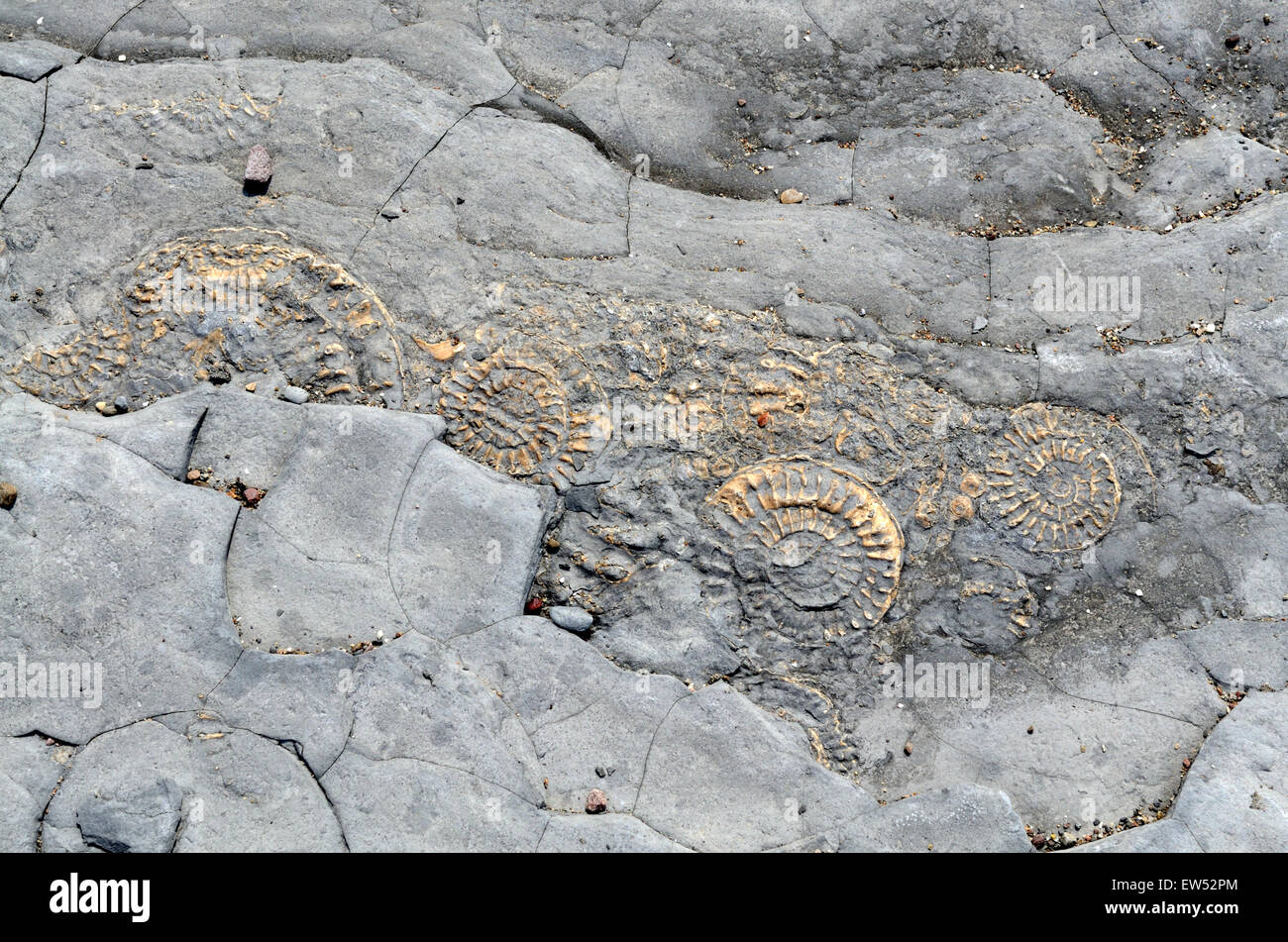 Fossils embedded in rocks Lilstock Beach Kilve Somerset England Stock