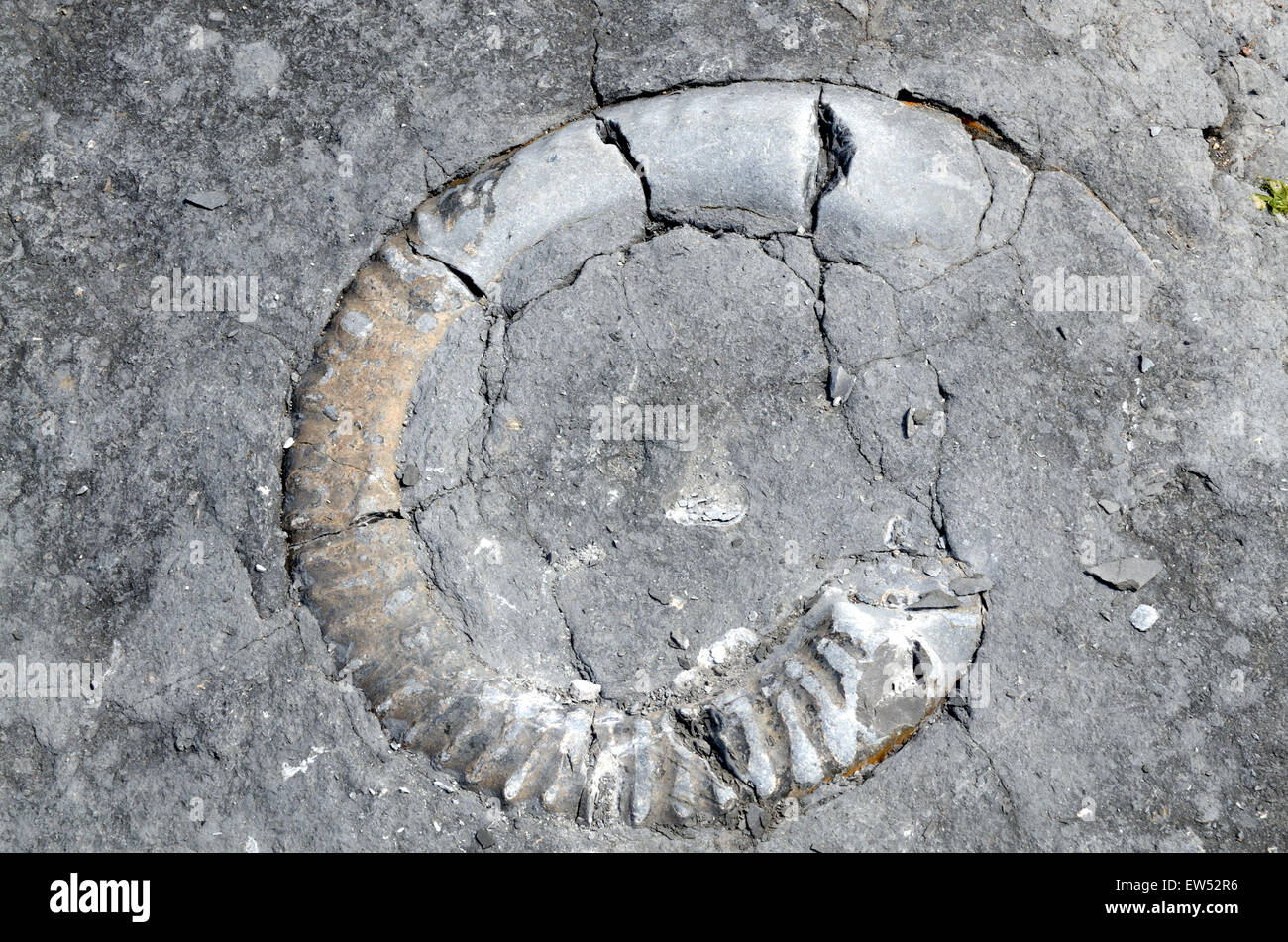 Fossil rocks hi-res stock photography and images - Alamy