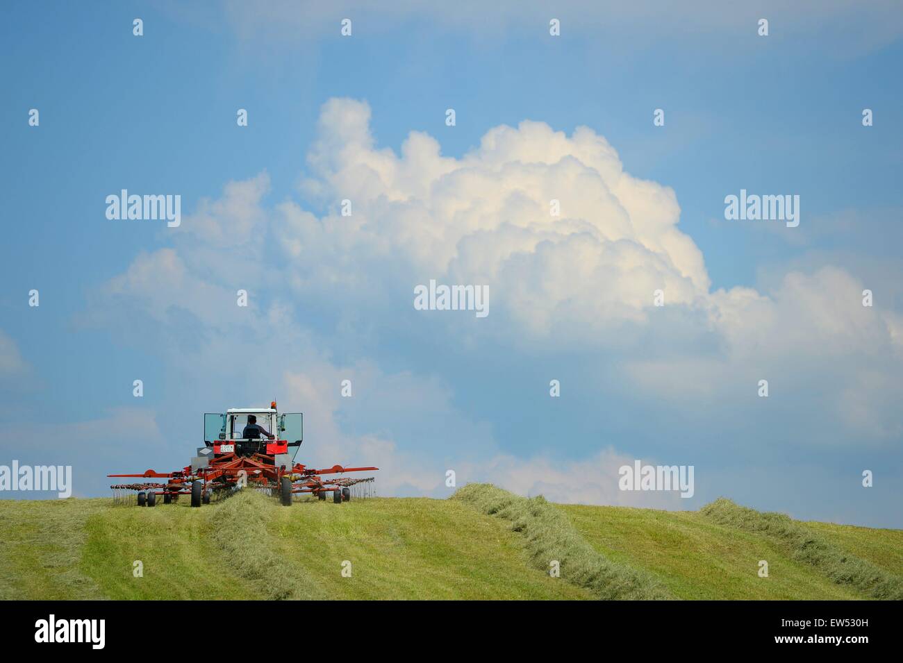 A man takes care for the hay, Germany, near the city of Memersch, 05. June 2015. Photo: Frank May/picture alliance Stock Photo