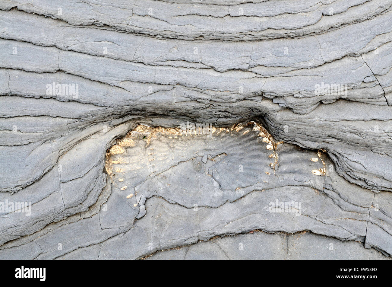 Fossils embedded in rocks Lilstock Beach Kilve Somerset England Stock