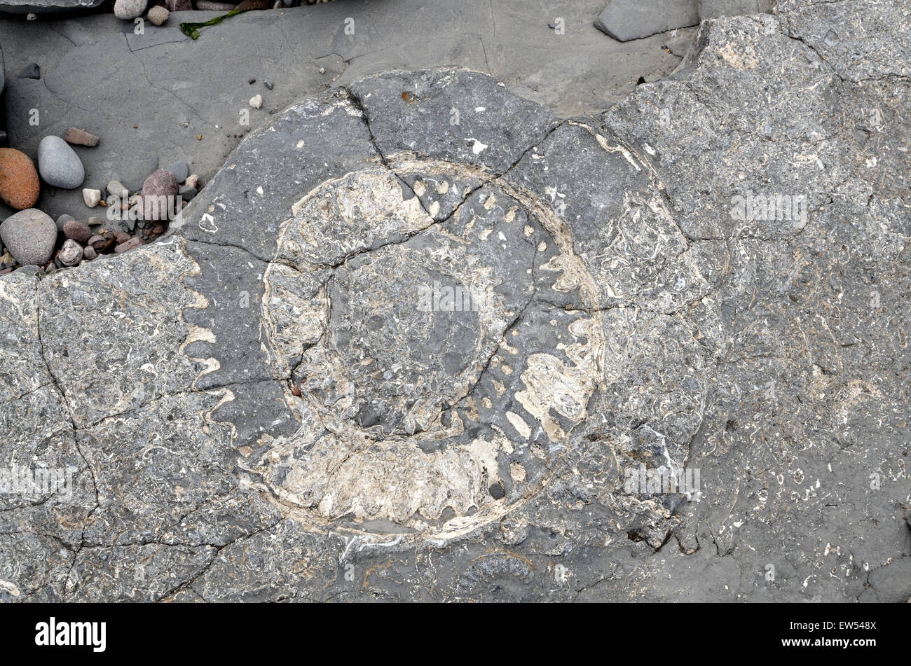 Fossils embedded in rocks Lilstock Beach Kilve Somerset England Stock