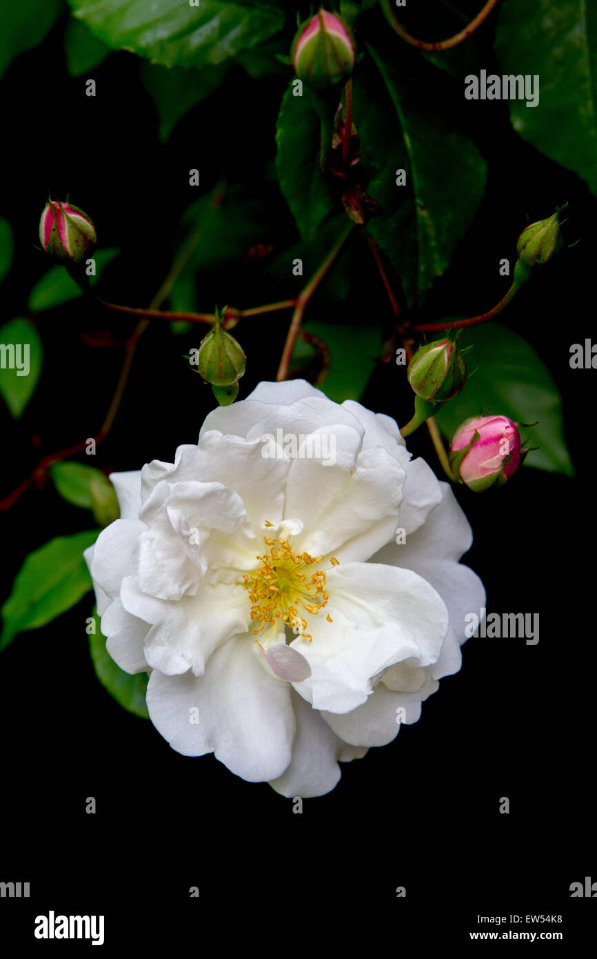 Rose rosa adelaide dorleans hires stock photography and images Alamy