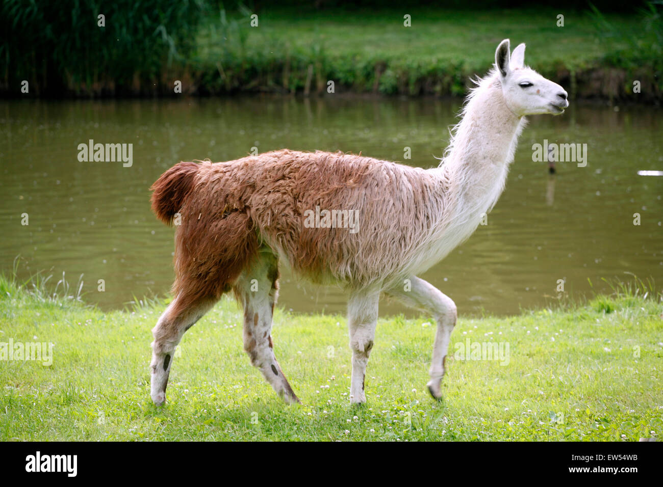 Side view portrait of a young llama Stock Photo