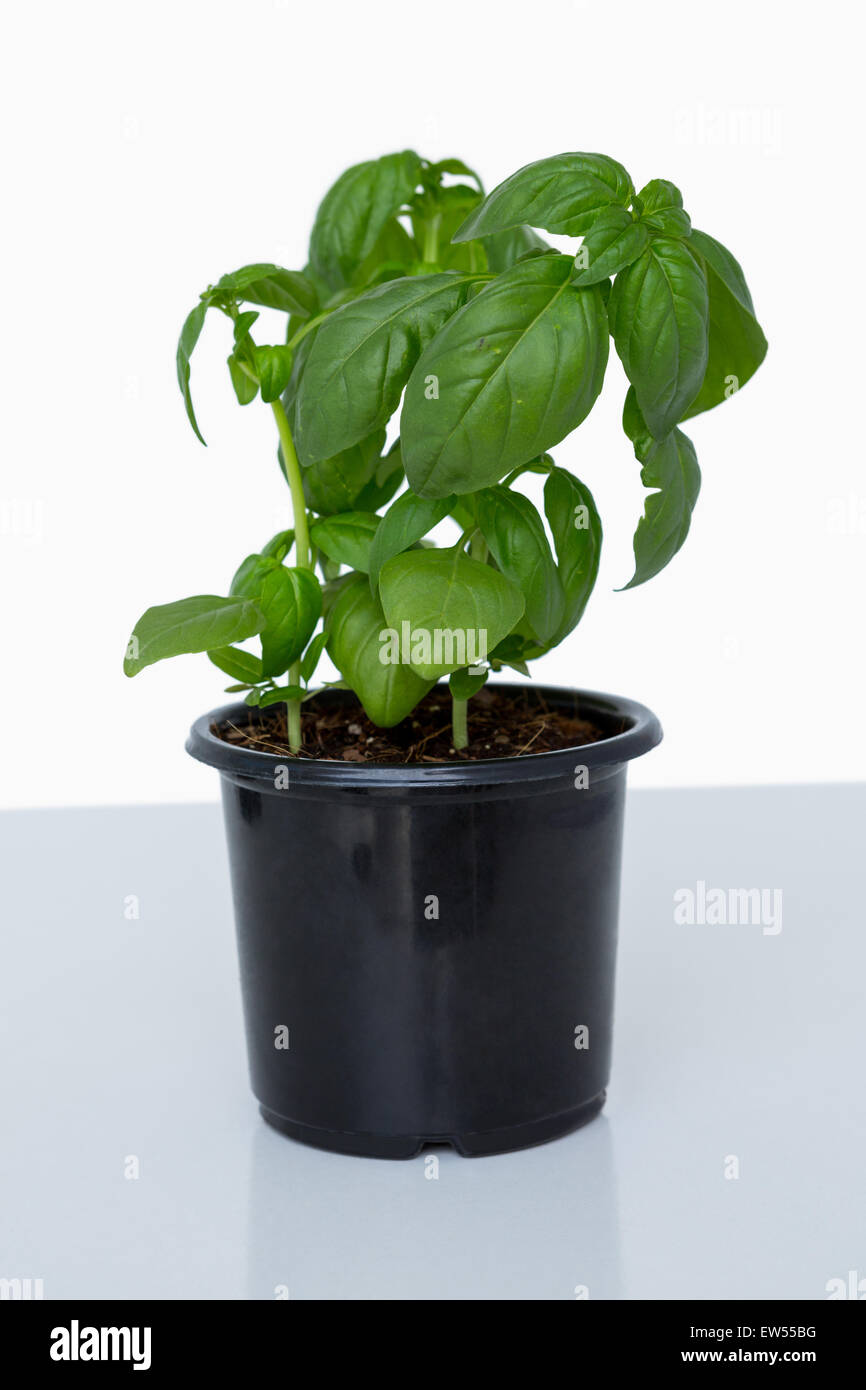 Pot of basil plant Stock Photo Alamy