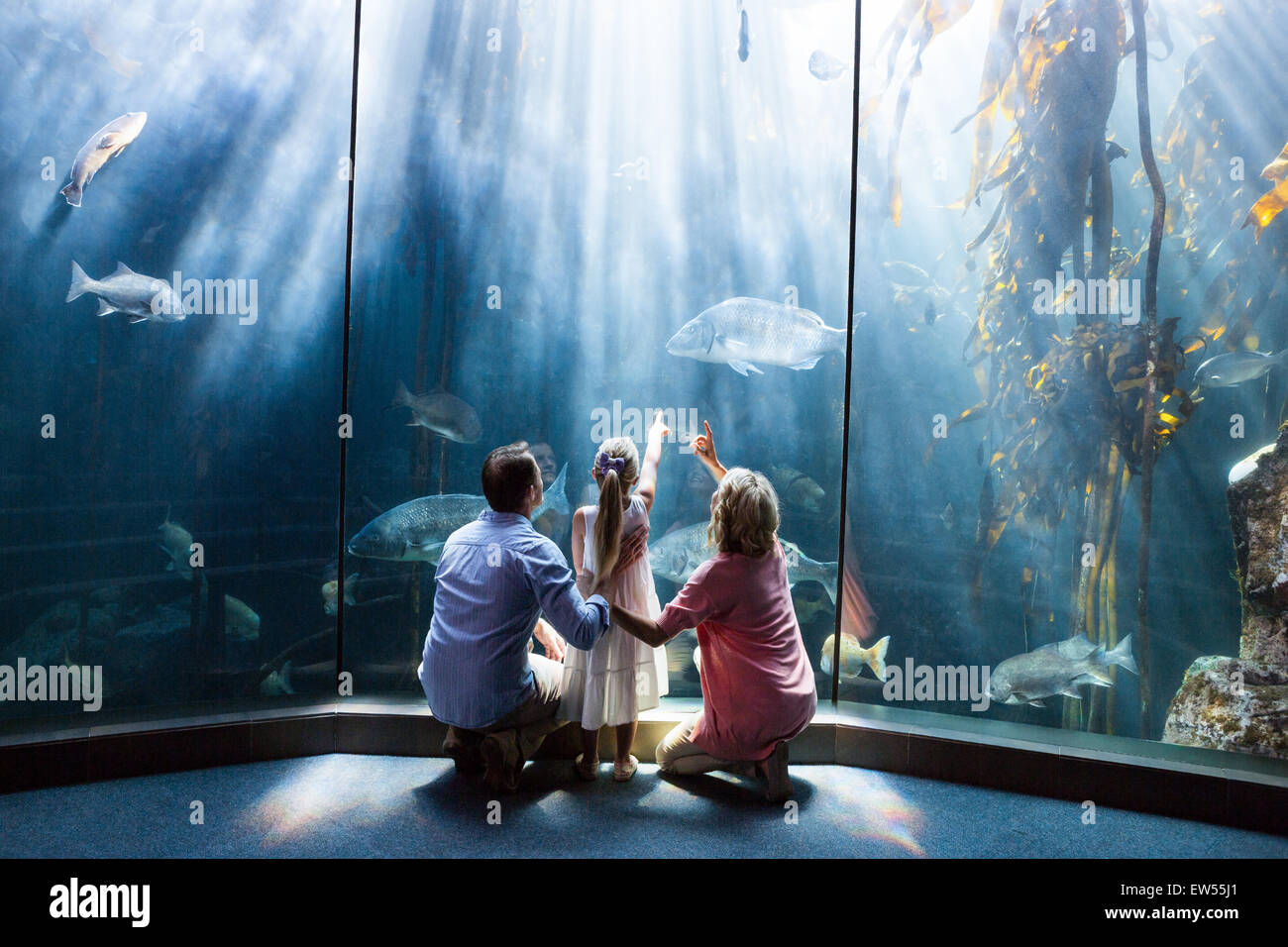 Wear view of family looking at fish tank Stock Photo
