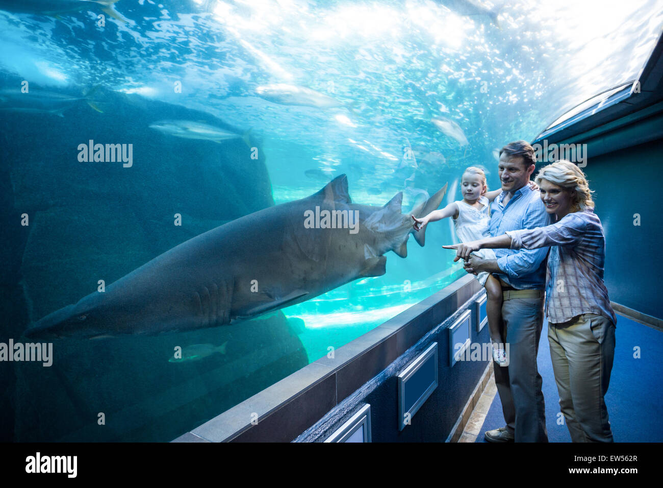 Family pointing a shark in a tank Stock Photo - Alamy