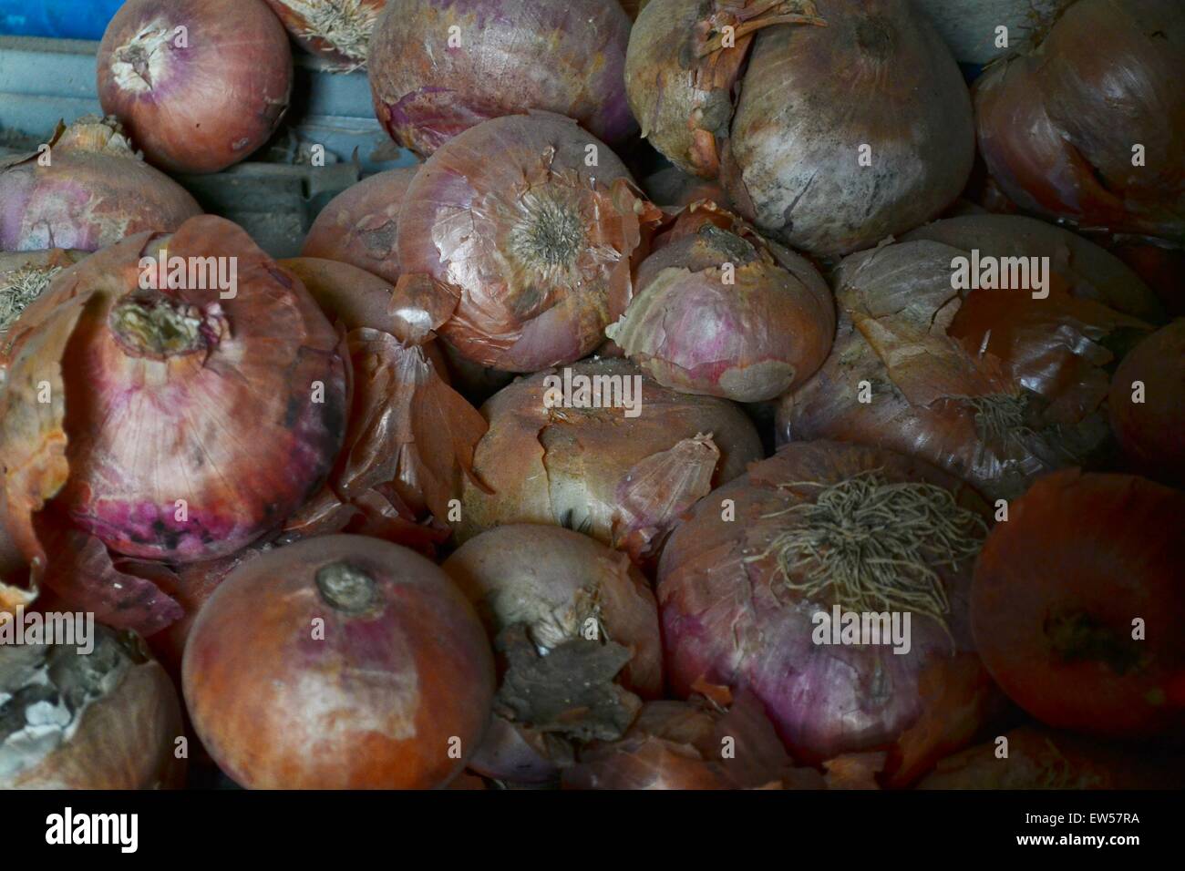 Onion stored in the kitchen Stock Photo Alamy