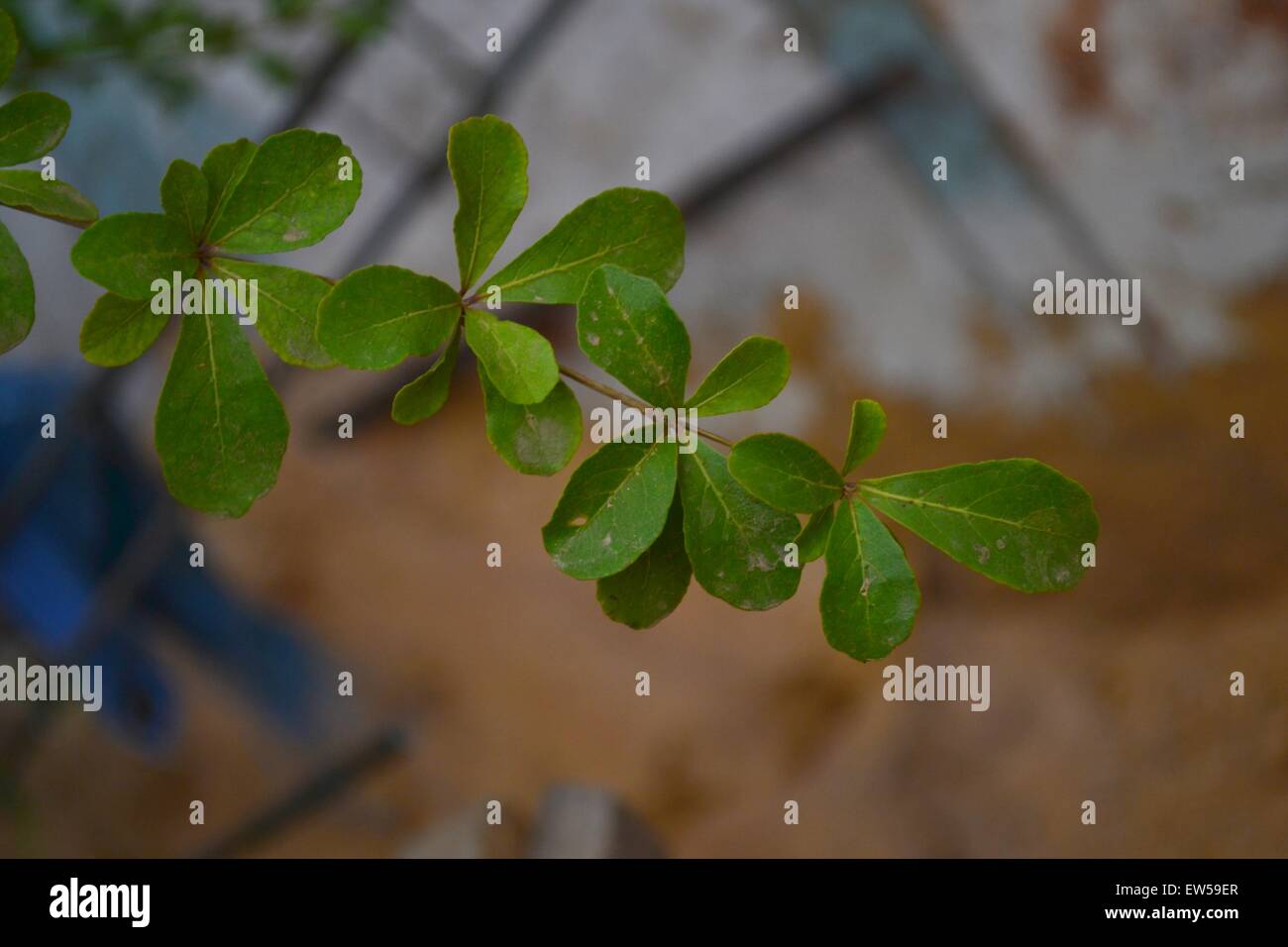 Closeup snapshot of leaves of a tree Stock Photo - Alamy