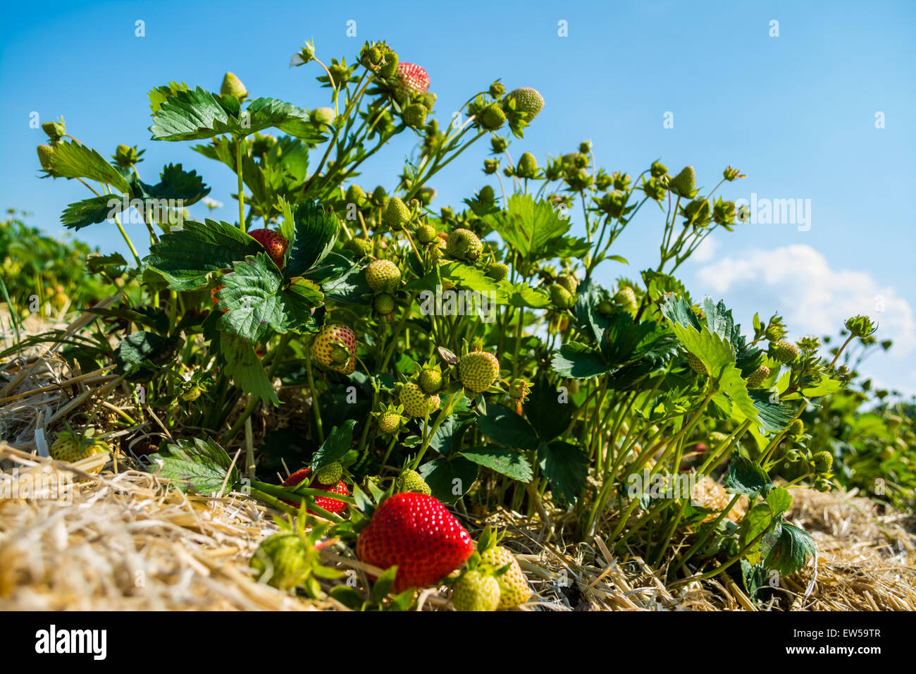Strawberry plant hi-res stock photography and images - Alamy