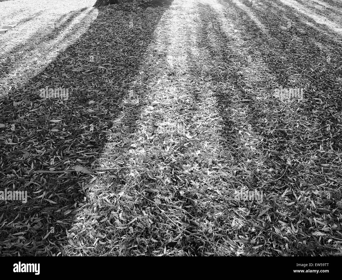 Grass and shadows Black and White Stock Photos & Images - Alamy