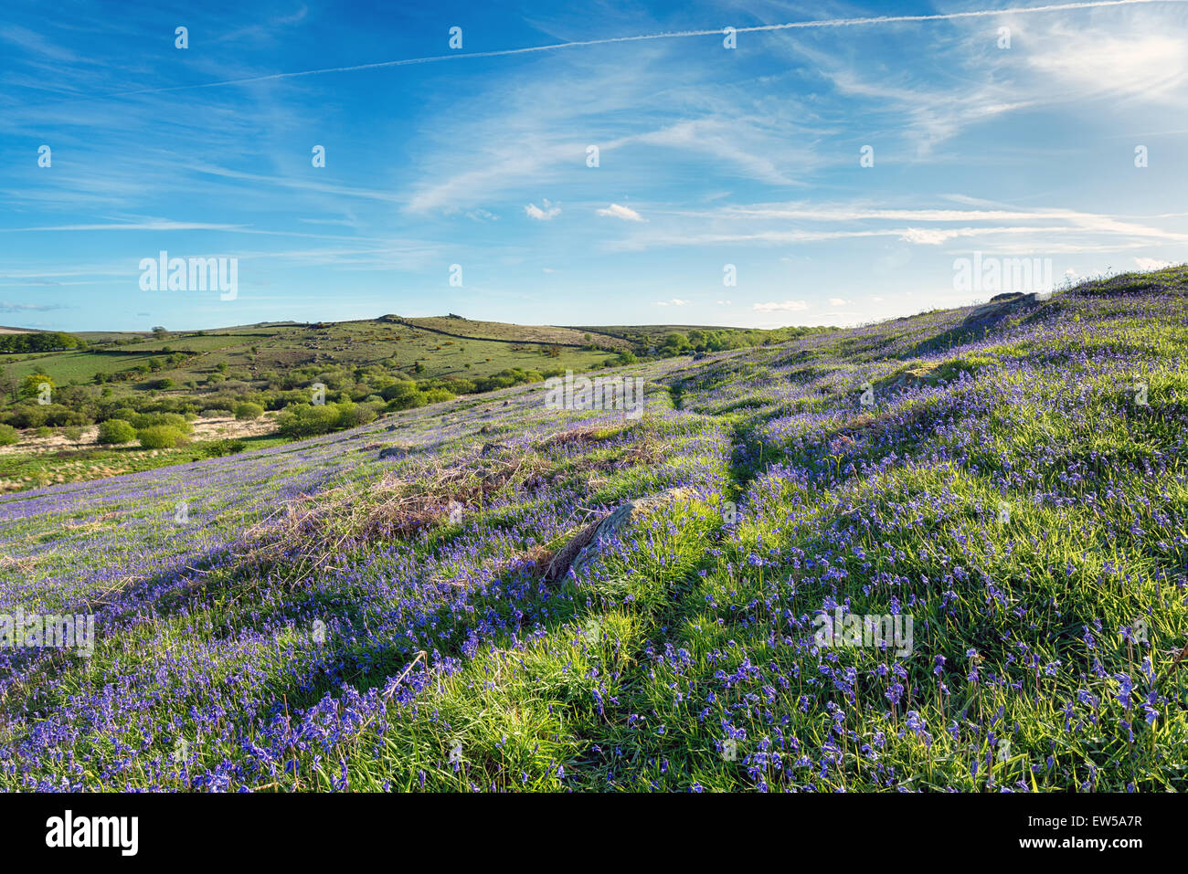 Bluebell carpet at Holwell Lawn on dartmoor National Park in Devon Stock Photo Alamy