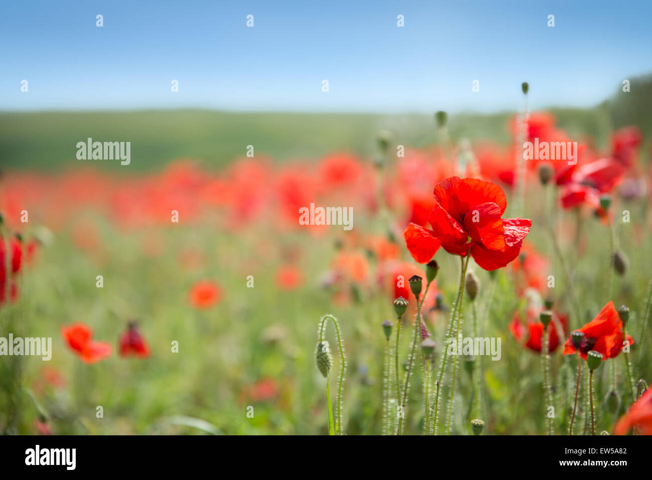 Poppies white background hi-res stock photography and images - Alamy