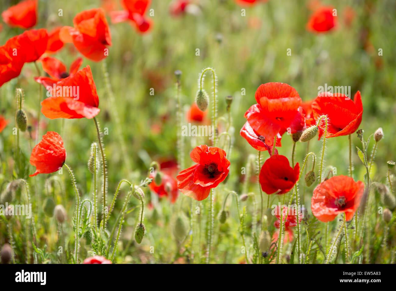 Wild poppies in countryside hi-res stock photography and images - Alamy