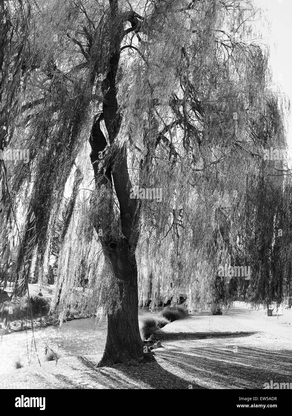 Weeping Willow in Black and White Stock Photo